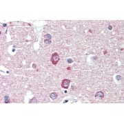 IHC-P analysis of Human cortex tissue, using Disks Large-Associated Protein 1 (DLGAP1) Antibody (3.8 µg/ml).