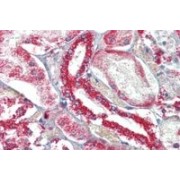 IHC-P analysis of Human kidney tissue, using Tumor Necrosis Factor Ligand Superfamily Member 13 / CD256 (TNFSF13) Antibody (5 µg/ml).