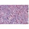 Carbamoyl-Phosphate Synthetase 2, Aspartate Transcarbamylase, And Dihydroorotase (CAD) Antibody