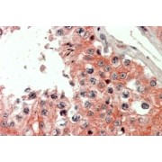 IHC-P analysis of Human testis tissue, using IQ Motif Containing GTPase Activating Protein 2 (IQGAP2) Antibody (2.5 µg/ml).