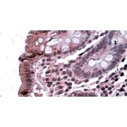 IHC-P analysis of Human colon tissue, using Mitogen-Activated Protein Kinase Kinase Kinase 7-Interacting Protein 2 (MAP3K7IP2) Antibody (3.8 µg/ml).