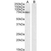 WB analysis of Daudi cell lysate (A) and peptide (B) (35 µg protein in RIPA buffer), using Cytochrome B-245 Heavy Chain (CYBB) Antibody (1 µg/ml).