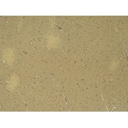 IHC-P analysis of Human cortex tissue, using DCX Antibody (6 µg/ml).