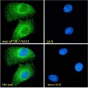 IF analysis of HEK293 cells, using Serine/Threonine-Protein Kinase MTOR (MTOR) Antibody (10 µg/ml) followed by AF488 secondary antibody (2 µg/ml) showing endoplasmic reticulum and cytoplasmic staining. The nuclear stain is DAPI (blue). Negative control: Unimmunized goat IgG (10 µg/ml) followed by AF488 secondary antibody (2 µg/ml).