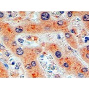 IHC-P analysis of Human liver tissue, using Furin (FURIN) Antibody (2 µg/ml).