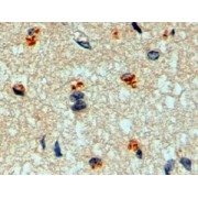 Immunohistochemistry analysis of paraffin-embedded Human Cerebral Cortex using Beta-1,3-N-Acetylglucosaminyltransferase Manic Fringe (MFNG) Antibody (2 µg/ml). Steamed antigen retrieval with Tris/EDTA buffer pH 9, HRP-staining.