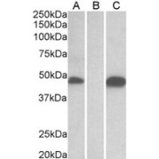 WB analysis of extracts of HEK293 lysate (10 µg protein in RIPA buffer) overexpressing Human POFUT1 with C-terminal MYC tag probed with Protein O-Fucosyltransferase 1 (POFUT1) Antibody (1 µg/ml) in Lane A and probed with anti-MYC tag (1/1000 dilution) in Lane C. Mock-transfected HEK293 probed with Protein O-Fucosyltransferase 1 (POFUT1) Antibody (1 µg/ml) in Lane B..