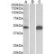 Protein O-Fucosyltransferase 1 (POFUT1) Antibody