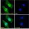 LIM Domain Only Protein 3 (LMO3) Antibody