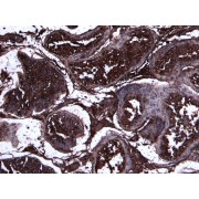 abx433703 (8 µg/ml) staining of paraffin embedded Human Testis. Heat induced antigen retrieval with citrate buffer pH 6, HRP-staining.