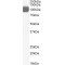 Angiotensin-Converting Enzyme 2 (internal) (ACE2) Antibody