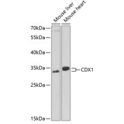 Western blot analysis of extracts of various cell lines using CDX1 Antibody (1/1000 dilution).