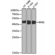 Western blot analysis of extracts of various cell lines using BMI1 Antibody (1/1000 dilution).