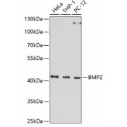 Western blot analysis of extracts of various cell lines using BMP2 Antibody (1/1000 dilution).