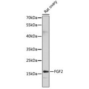 Western blot analysis of extracts of Rat ovary using FGF2 Antibody (1/1000 dilution).