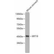 Western blot analysis of extracts of Mouse stomach using KRT19 Antibody (1/1000 dilution).