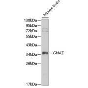 Western blot analysis of extracts of mouse brain using GNAZ Antibody