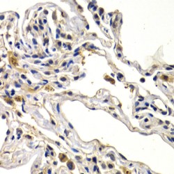 Protein Wnt-3a (WNT3A) Antibody