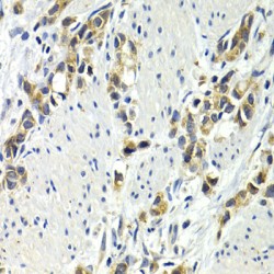 Protein Wnt-3a (WNT3A) Antibody