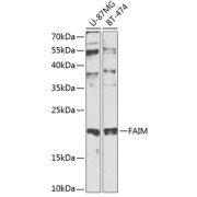 Western blot analysis of extracts of various cell lines using FAIM Antibody (1/1000 dilution).