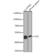 Western blot analysis of extracts of various cell lines using CSK Antibody (1/1000 dilution).