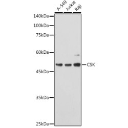 Tyrosine-Protein Kinase CSK (CSK) Antibody