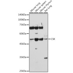 Tyrosine-Protein Kinase CSK (CSK) Antibody