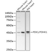 Western blot analysis of extracts of various cell lines using PDK1/PDHK1 Antibody (1/1000 dilution).