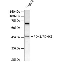 Pyruvate Dehydrogenase Kinase Isozyme 1 (PDK1) Antibody