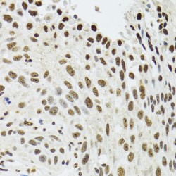 Splicing Factor Proline And Glutamine Rich (SFPQ) Antibody