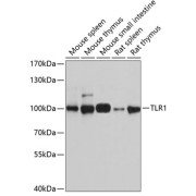 Western blot analysis of extracts of various cell lines using TLR1 Antibody (1/1000 dilution).