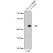 Western blot analysis of extracts of 293T cells using HK1 Antibody