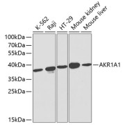 Western blot analysis of extracts of various cell lines using AKR1A1 Antibody (1/1000 dilution).