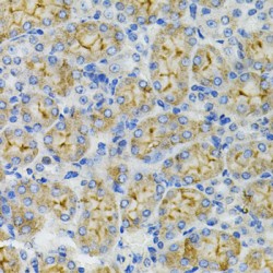 Beta-Defensin 132 (DEFB132) Antibody