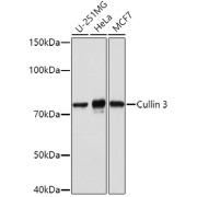 Western blot analysis of extracts of various cell lines using Cullin 3 Antibody (1/1000 dilution).