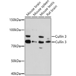 Cullin 3 (CUL3) Antibody