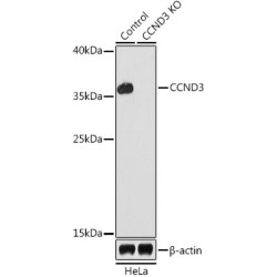 Cyclin D3 (CCND3) Antibody