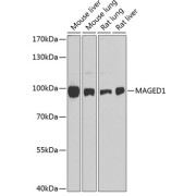 Western blot analysis of extracts of various cell lines using MAGED1 Antibody (1/1000 dilution).