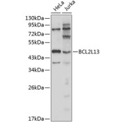 Western blot analysis of extracts of various cell lines using BCL2L13 Antibody