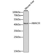 Western blot analysis of extracts of Mouse liver using AMACR Antibody (1/1000 dilution).