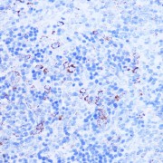 Immunohistochemistry of paraffin-embedded rat spleen using SHMT2 Antibody (1/100 dilution, 40x lens). Microwave antigen retrieval was performed in 10 mM PBS buffer pH 7.2 before commencing with IHC staining protocol.