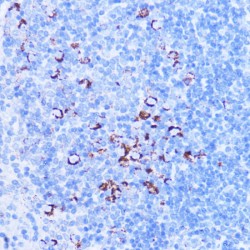 Serine Hydroxymethyltransferase, Mitochondrial (SHMT2) Antibody