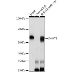 Serine Hydroxymethyltransferase, Mitochondrial (SHMT2) Antibody