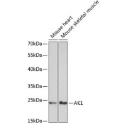 Western blot analysis of extracts of various cell lines using AK1 Antibody (1/1000 dilution).