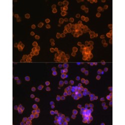 CD44 Antigen (CD44) Antibody