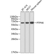 Western blot analysis of extracts of various cell lines using PTPN6 Antibody (1/1000 dilution).