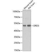 Western blot analysis of extracts of various cell lines using DRD3 Antibody (1/3000 dilution).