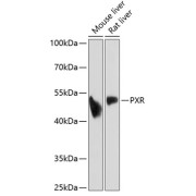 Western blot analysis of extracts of various cell lines using PXR Antibody (1/1000 dilution).