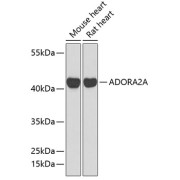 Western blot analysis of extracts of various cell lines using ADORA2A Antibody (1/1000 dilution).