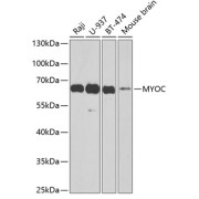 Western blot analysis of extracts of various cell lines using MYOC Antibody (1/1000 dilution).